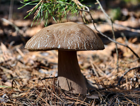 King bolete cep mushroom Boletus reticulatus growing in forest. Natural background.