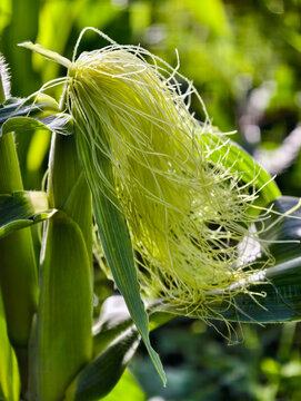 Close-up photo of young corn ear with silk tassel emerging from green husk.