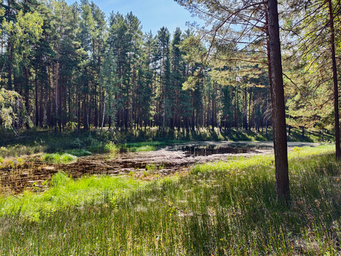 Swampy lake in pine forest. Rough Horsetail thickets on the shore of a forest lake.