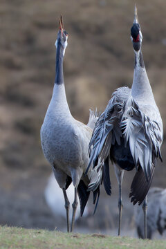 Two Eurasian Cranes Performing Mating Dance at Lake Hornborga, Sweden