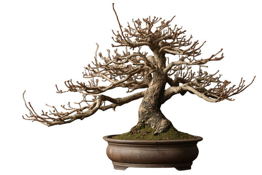Wide leafless bonsai tree with twisted trunk