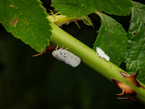 Macro close up of a planthopper and its white nymph on a thorny green stem surrounded by vibrant leaves in nature