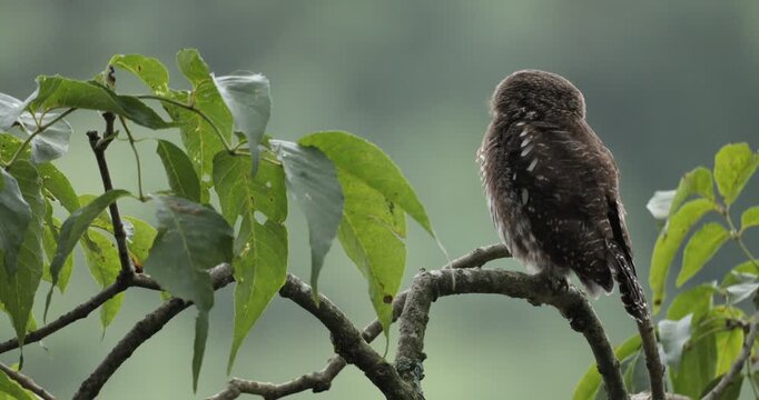 A video of a Collared Pygmy Owlet sitting on a branch