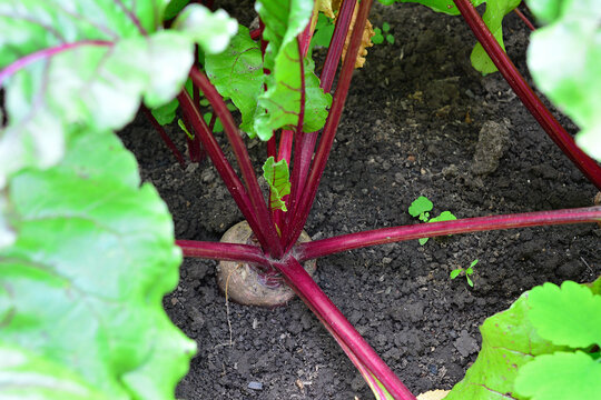Beetroot Plant Growing in Garden Soil copy space top view