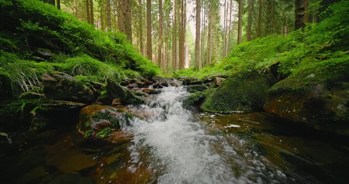 Crystal clear forest stream flowing through a lush moss-covered woodland with authentic natural sounds of running water. Peaceful static nature scene ideal for relaxation, meditation and outdoor proje