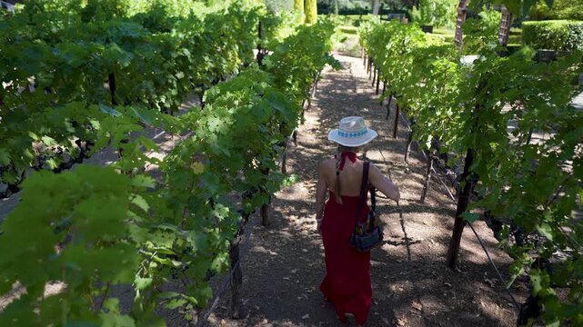 A senior woman walks with joy through a Napa vineyard, looking at grapes and enjoying the beautiful winery on a sunny day.