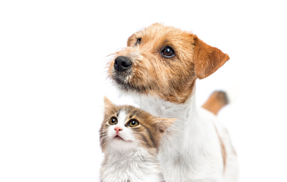 dog and cat looking up together