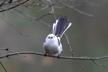 Cute Long-Tailed Tit Perched on a Tree Branch with Soft Bokeh Background © André Sørbø