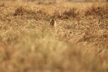 Fototapeta premium The jungle cat (Felis chaus chaus), also called reed cat and swamp cat, is a medium-sized cat native from the Eastern Mediterranean region and the Caucasus to parts of Central, South and Southeast Asi