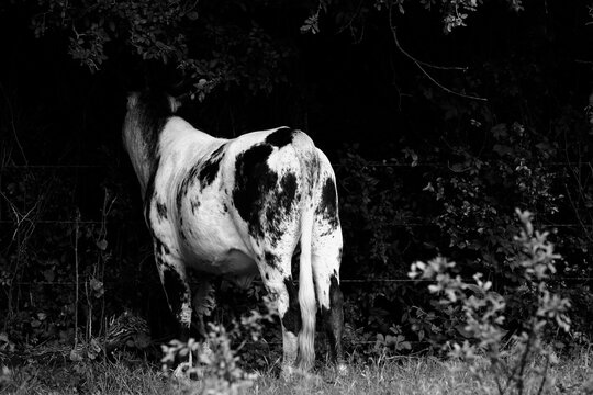 Crossbred cow grazing along a fence line facing away in black and white
