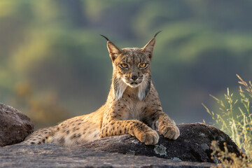 Iberian Lynx portrait © Alexandre Mestre