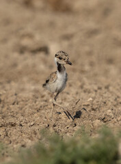 Portrait of a Red-wattled lapwing chick at Adhari, Bahrain © Dr Ajay Kumar Singh