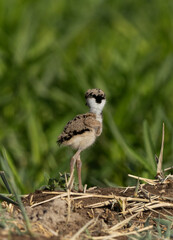 Red-wattled lapwing chick on green at Adhari, Bahrain © Dr Ajay Kumar Singh