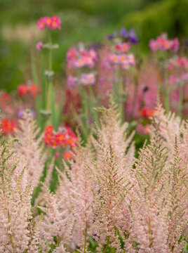 Cluster of colourful candelabra primulas growing in early summer in Oakwood at Wisley garden, Woking, Surrey UK.