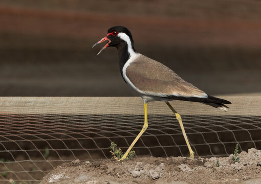 Red-wattled lapwing calling at Adhari, Bahrain