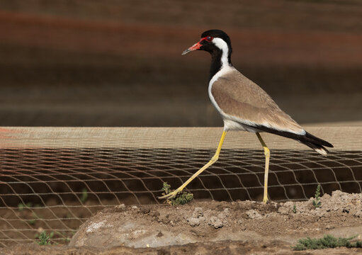 Red-wattled lapwing at Adhari, Bahrain
