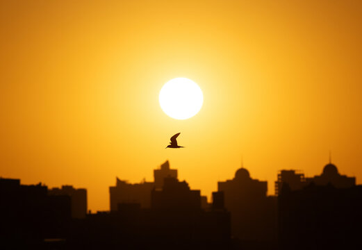 White-cheeked Tern, sun and highrise buildings at Tubli bay, Bahrain