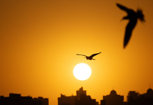 Silhouette of Western reef heron and white-cheeked tern flying suring sunrise at Tubli bay, Bahrain