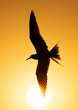 White-cheeked Tern and the sunrise at Tubli bay, Bahrain