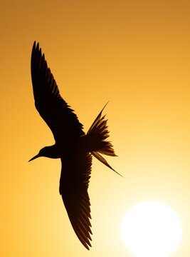 White-cheeked Tern and the sun at Tubli bay, Bahrain