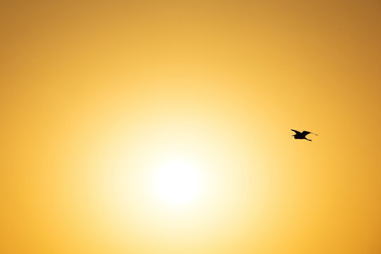 Western reef heron flying and sunrise at Tubli bay, Bahrain