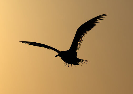 Silhouette of slender-billed seagull flying at Tubli bay, Bahrain