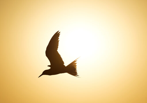 White-cheeked Tern and the sun at Tubli bay, Bahrain