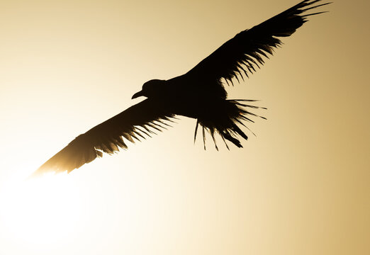 A backlit image of slender-billed seagull flying at Tubli bay, Bahrain