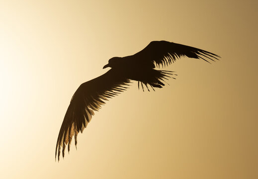 Silhouette of Sender-billed seagull flying at Tubli bay, Bahrain