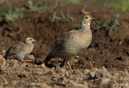Grey francolin with chick at Adhari, Bahrain