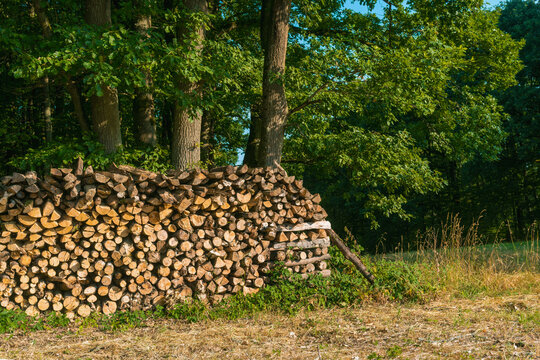 Am Waldrand steht ein langer Brennholzstapel im Morgenlicht