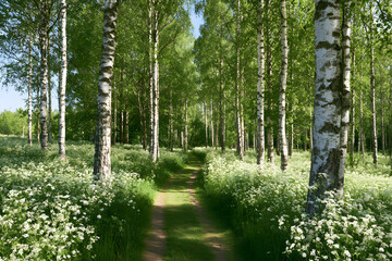 Obraz premium Through a verdant birch glade, bordered by a meadow adorned with fragrant cow parsley