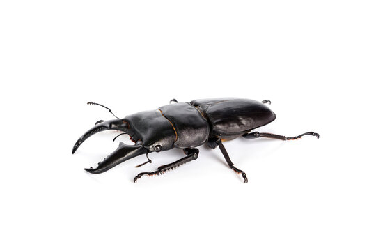 Insect with large mandibles. Alive black male stag beetle - Dorcus titanus westernmanni from the forests of northern Thailand isolated on white background.