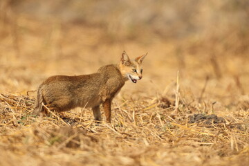 Obraz premium The jungle cat (Felis chaus chaus), also called reed cat and swamp cat, is a medium-sized cat native from the Eastern Mediterranean region and the Caucasus to parts of Central, South and Southeast Asi