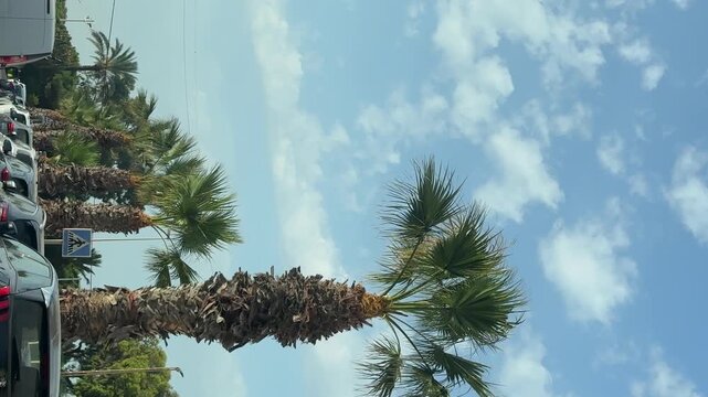 Parked Cars Along a Palm-Lined Street Under Blue Sky.