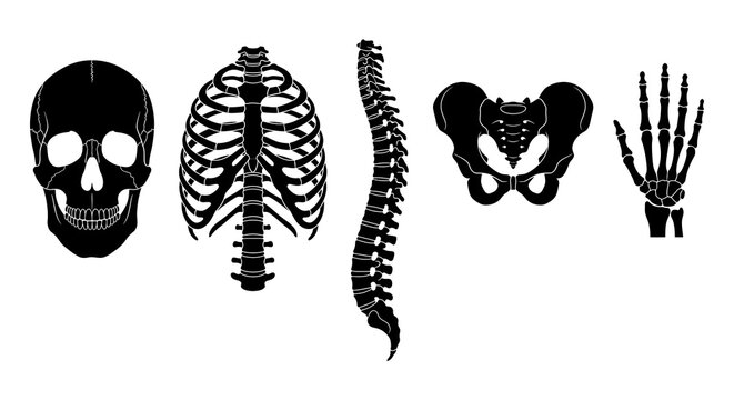 Set of human skeletal anatomy silhouettes featuring skull, ribcage, spine, pelvis, and hand bones