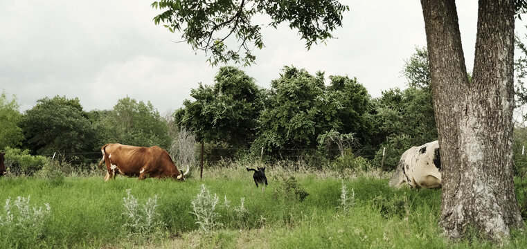 Cattle, including Texas longhorn cow grazing in a lush green pasture on Texas farm.