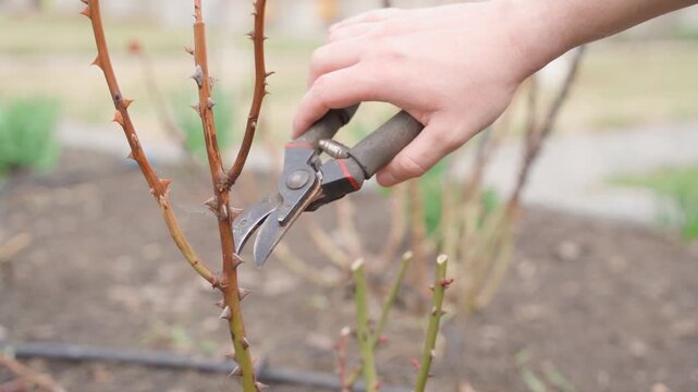 Hand pruning rose bush with secateurs in spring garden close-up