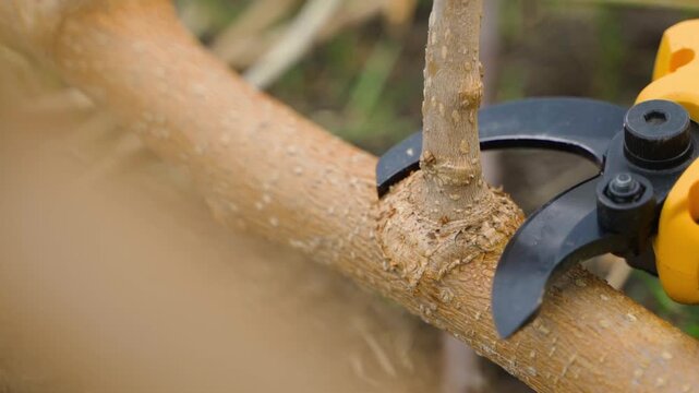 Cutting tree branch with electric pruner close-up