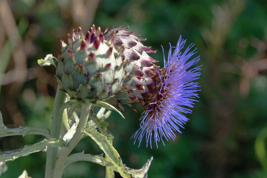 Cynara cardunculus purple flower blooming next to closed green bud head on spiky stem