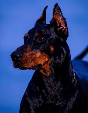 close up portrait of doberman pincher dog