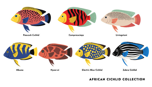 Very beautiful realistic vector illustration of African cichlid collection, featuring a bold caption reading "AFRICAN CICHLID COLLECTION", Peacock Cichlid, Compressiceps, Livingstoni, Mbuna, Nyererei,