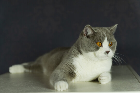 Portr&auml;t eines Britisch Kurzhaar Katers in der Farbe Lilac-White