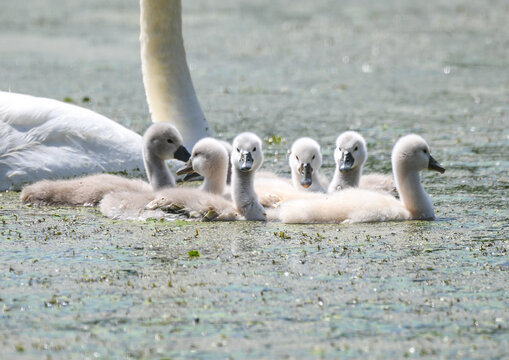 View of a few baby swan cygnets