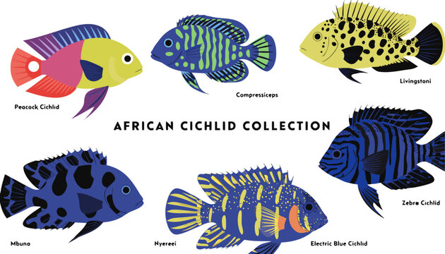 Very beautiful realistic vector illustration of African cichlid collection, featuring a bold caption reading "AFRICAN CICHLID COLLECTION", Peacock Cichlid, Compressiceps, Livingstoni, Mbuna, Nyererei,