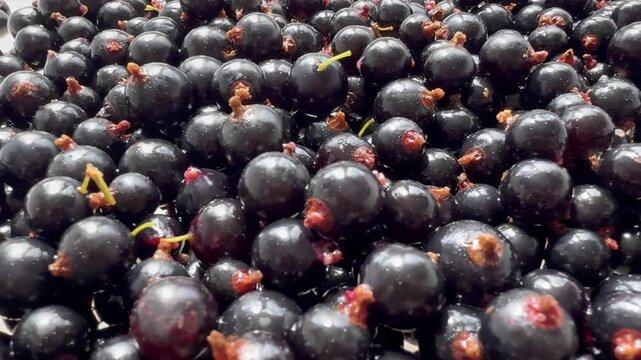Macro background texture of glossy ripe black currant berries heap