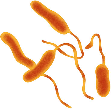 orange vibrio cholerae
