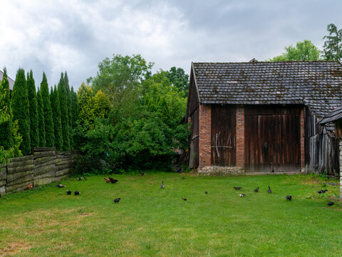 Free-range chickens and ducks forage across a grassy farmyard beside a weathered timber and brick barn near Kobylanska Valley, Poland. The authentic rural scene illustrates backyard poultry, small-sca