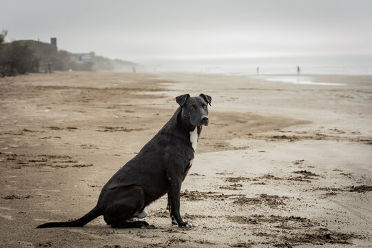 ANIMALES, PERROS, CANES, DOGS, CAN