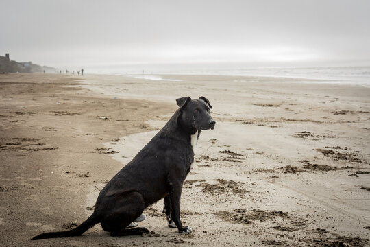 ANIMALES, PERROS, CANES, DOGS, CAN